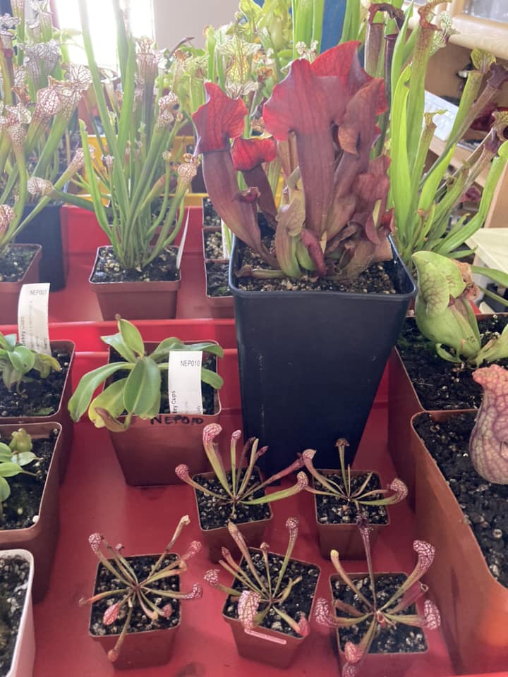 Plantivorous sales a variety of carnivorous plants