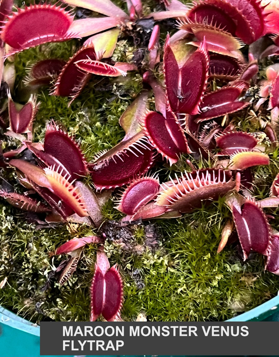 Venus Flytraps