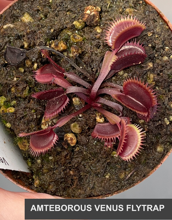 Venus Flytraps