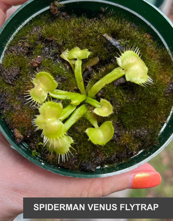 Venus Flytraps